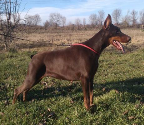 Penelopa di Casa Montenegro | Brown Doberman Pinscher