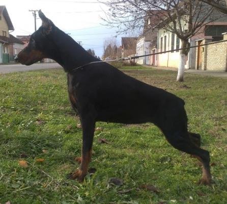 Quirina di Casa Montenegro | Black Doberman Pinscher