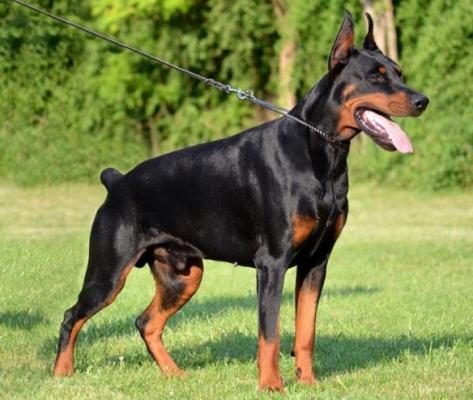 Sant Kreal Tyrant | Black Doberman Pinscher