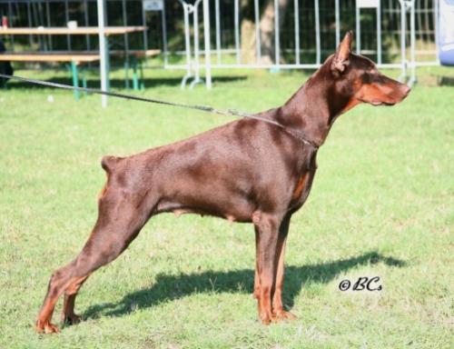 Yola Yolanda Zaga Od Telepa | Brown Doberman Pinscher