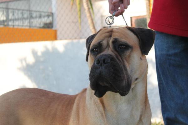 Red crystal da casa alto cristelo | Bullmastiff 