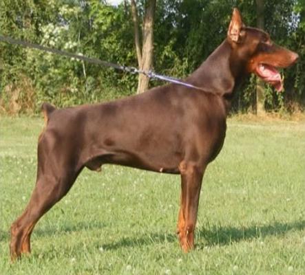 Yalu Yakov Od Telepa | Brown Doberman Pinscher