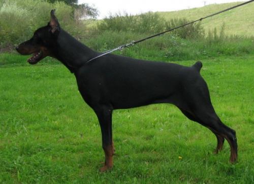 Fiesta v. Dunav Stam | Black Doberman Pinscher