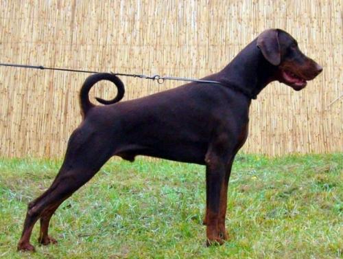 Anima Vero Aston Warrior | Brown Doberman Pinscher