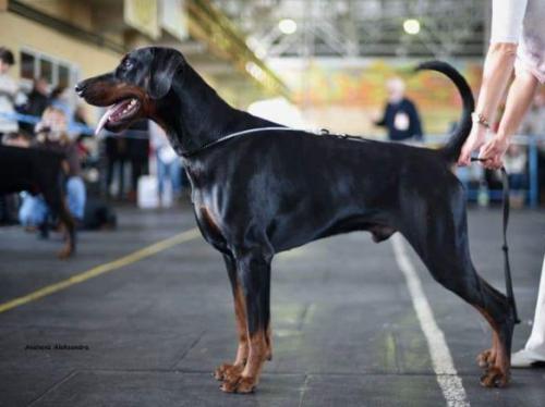 Rensdorff Lavr | Black Doberman Pinscher