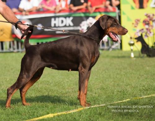 Angel of Shaytan Tamara | Brown Doberman Pinscher