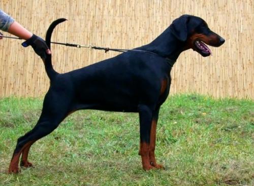 Anima Vero Barbarossa Severina | Black Doberman Pinscher