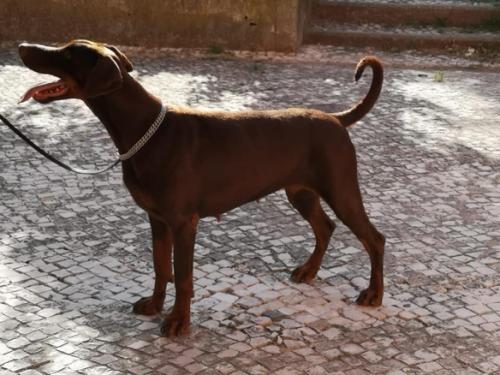 Down to Earth Anya | Brown Doberman Pinscher