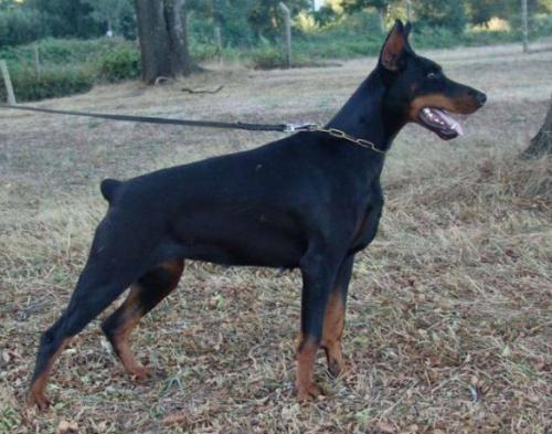 Bridjitt Bless from House of Emperor | Black Doberman Pinscher