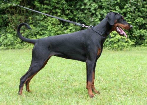 Guilietta v. Krukenberg | Black Doberman Pinscher