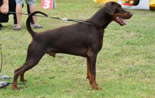 Legend goes on Astor | Brown Doberman Pinscher