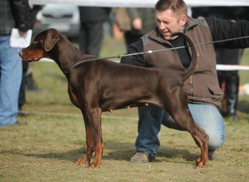 Wizard of Wallakia Zea Zelmira | Brown Doberman Pinscher