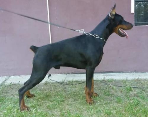 Stefano M7 Fehervari | Black Doberman Pinscher