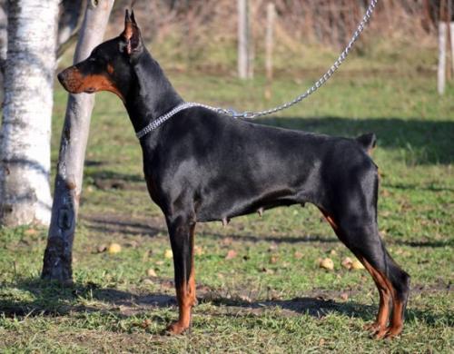 Domino Lady (JR 711065) | Black Doberman Pinscher