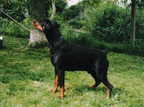 Hadar Antis | Black Doberman Pinscher