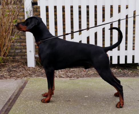 Royal Nova's Argo | Black Doberman Pinscher