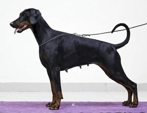 Rensdorff Liberty | Black Doberman Pinscher