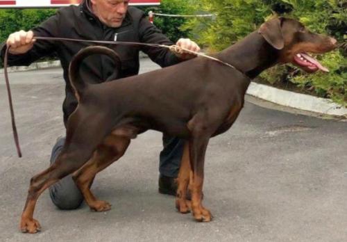 Ruholfia Jacko | Brown Doberman Pinscher