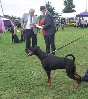 Ruholfia Jovanna | Black Doberman Pinscher