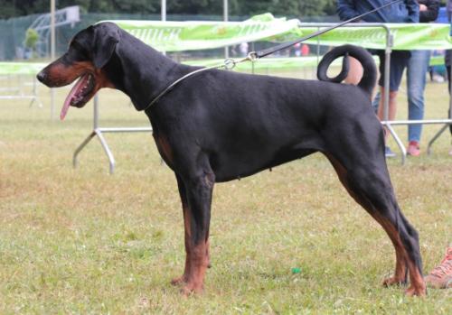 Pretty Princess del Munt Marin | Black Doberman Pinscher