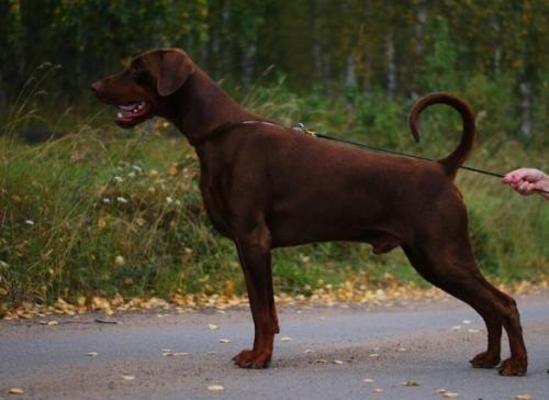 Boris Petrovich so Stanitsi Magnitnaya | Brown Doberman Pinscher