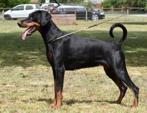 Jade v. Markischen Leo | Black Doberman Pinscher