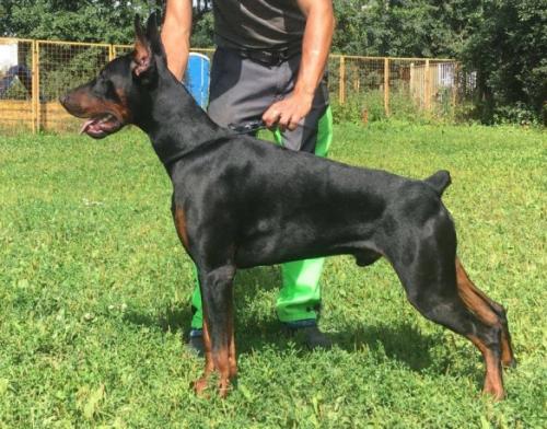 Jean Valjean iz Zoosfery | Black Doberman Pinscher