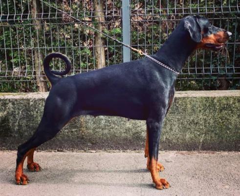 Vanilla del Nasi | Black Doberman Pinscher