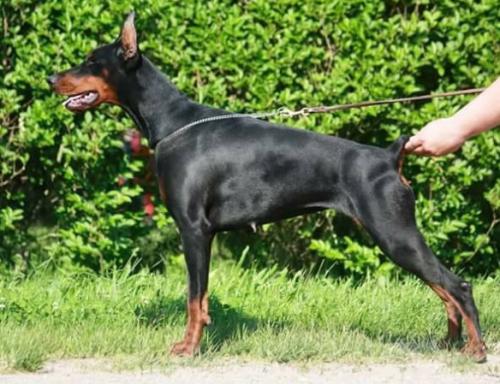Jet' Aime Pride of Hunnoterra | Black Doberman Pinscher