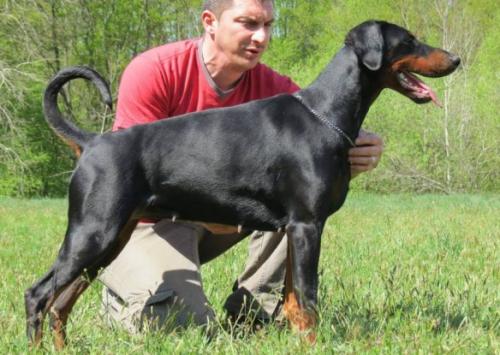 Taila Takira of Djarmati | Black Doberman Pinscher