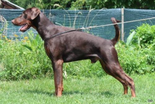 Frodo Boom of Djarmati | Brown Doberman Pinscher