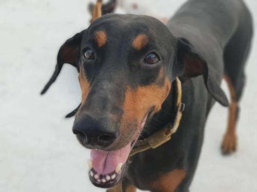 Angelina (2010/013532) | Black Doberman Pinscher