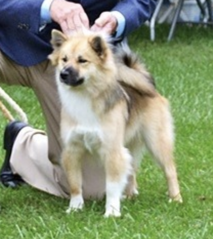 Aurvandil's To Boldly Go Brynja | Icelandic Sheepdog 