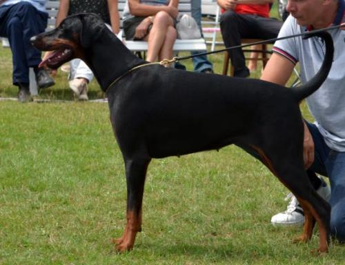 Dark Elegance Raihja | Black Doberman Pinscher