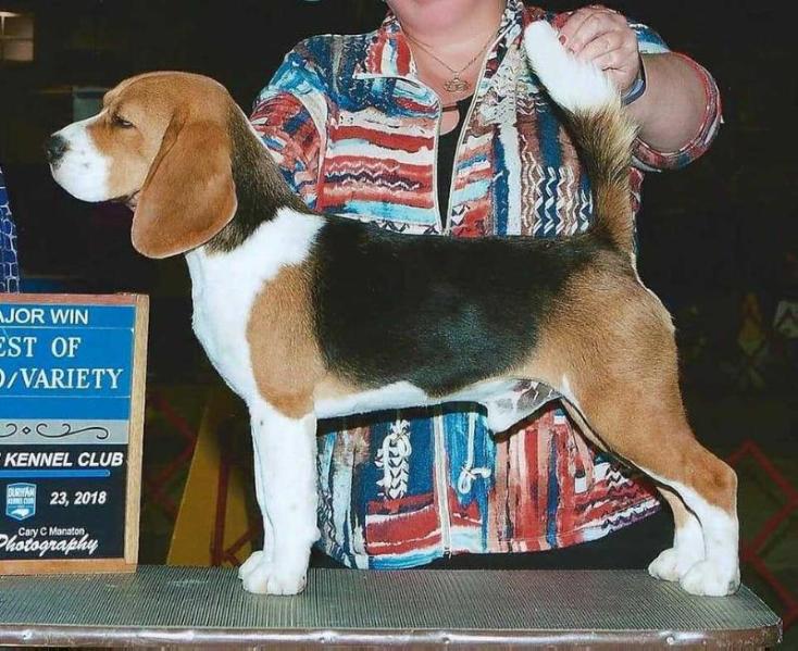 Woodstone Windstar Big Man On Campus | Beagle 