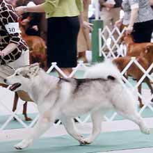 Tundra's Keikewabic Covergirl | Alaskan Malamute 