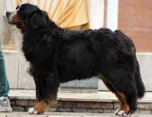 Barunka Moravian Hurricane | Bernese Mountain Dog 