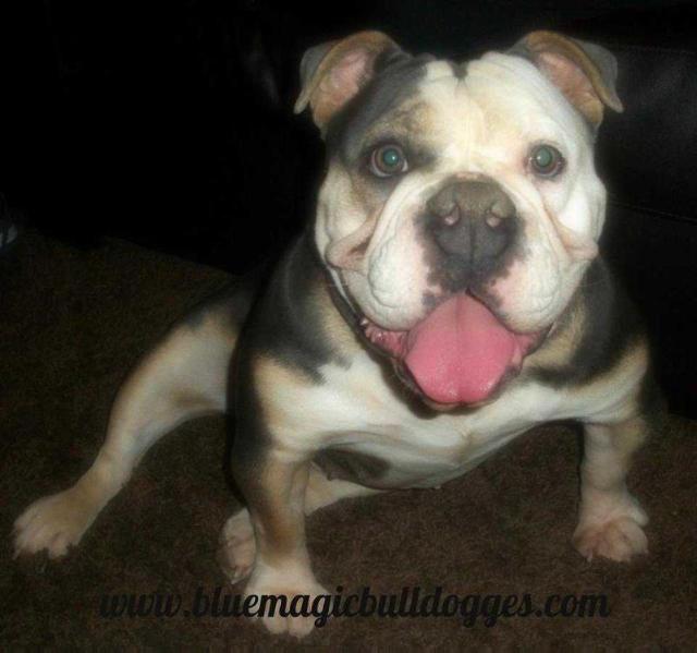 Blacklick's Moet | Olde English Bulldogge 