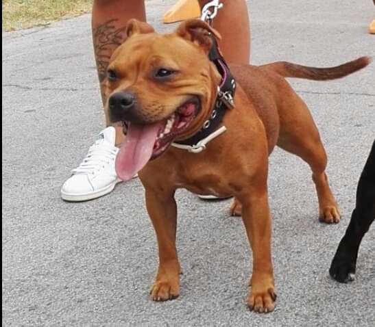 Dorikan Staffords Gilda of Red Rebel Sunrise | Staffordshire Bull Terrier 