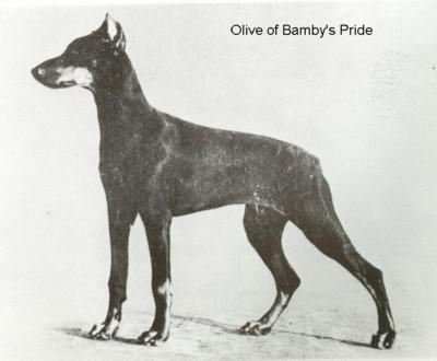 Olive of Bamby's Pride | Black Doberman Pinscher