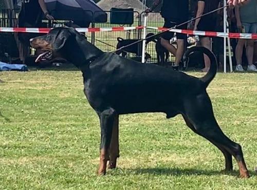 Dark Elegance Rigo Rovigo | Black Doberman Pinscher