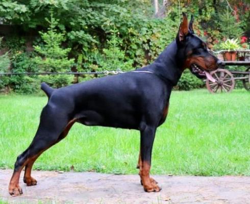 Pride of Russia Halva | Black Doberman Pinscher