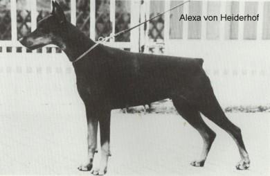 Alexa v. Heiderhof | Black Doberman Pinscher