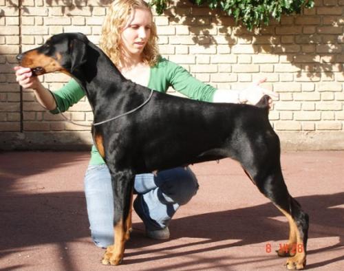 Jojavik Dancefloor Diva | Black Doberman Pinscher