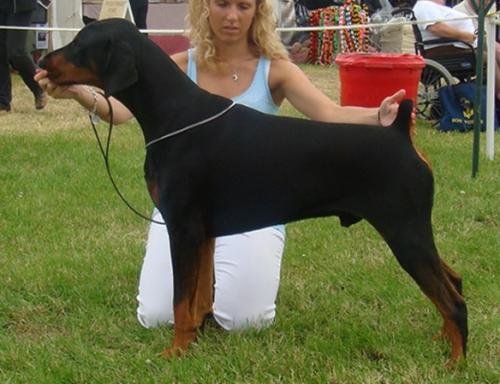 Jojavik The Gigolo | Black Doberman Pinscher