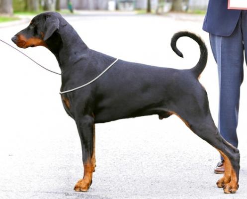 Jojavik James Bond | Black Doberman Pinscher