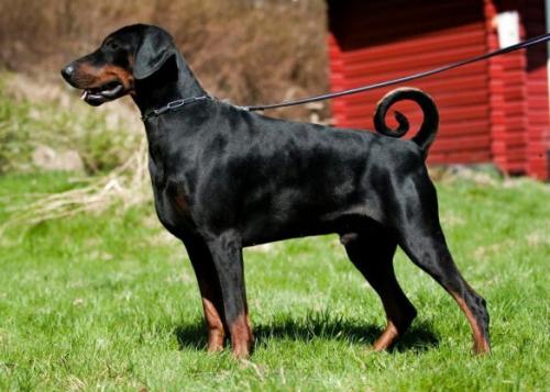 Blazing Expressions After me Please | Black Doberman Pinscher