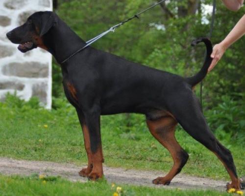 Jean Dark Paradox | Black Doberman Pinscher