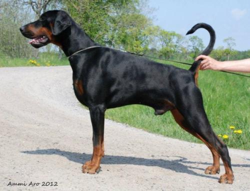 Jean Dark Privilige | Black Doberman Pinscher