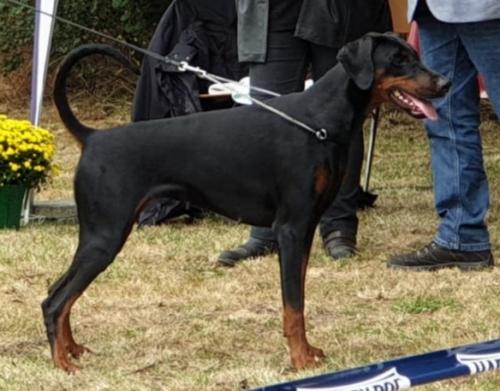 Moyamystic v. Lehmannsfelsen | Black Doberman Pinscher